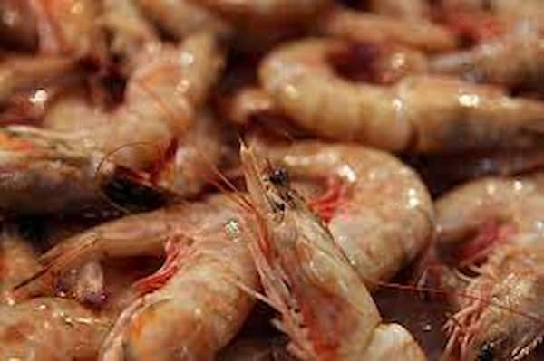 تصویر 4 از فروش میگو صادراتی بندرعباس + قیمت خرید به صرفه